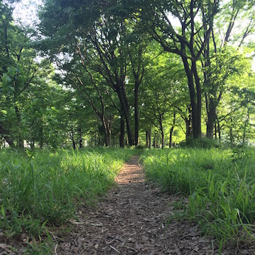 公園の散歩道