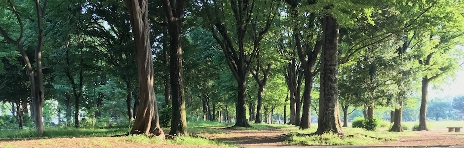 公園の散歩道