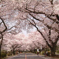 桜
