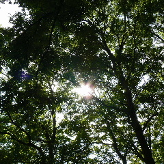 木洩れ日