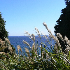 江ノ島のススキ