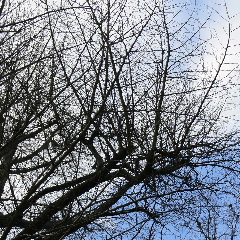 冬の空に広がる枝