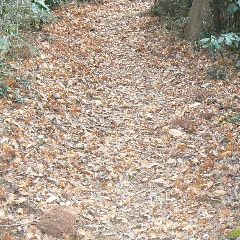 落ち葉が積もった山道