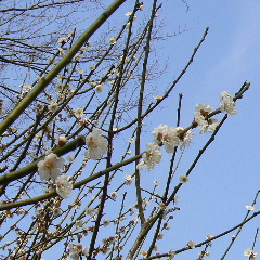 梅の花