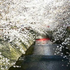 目黒川の桜