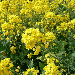 菜の花