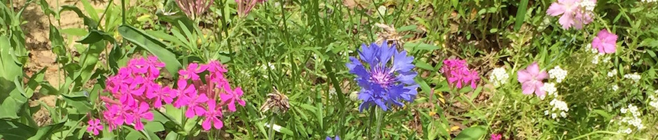 公園の花壇