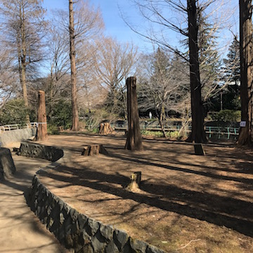伐採されたメタセコイア