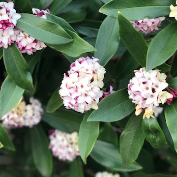 沈丁花