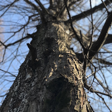 公園のカツラ