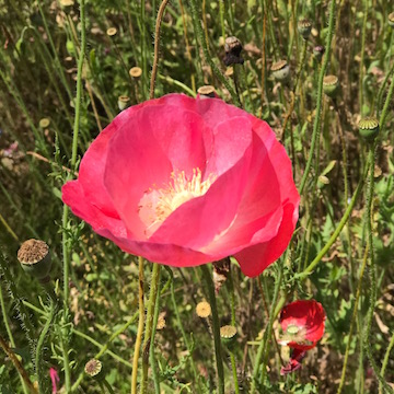 ポピーの花