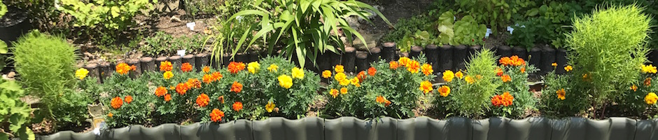 公園の花壇
