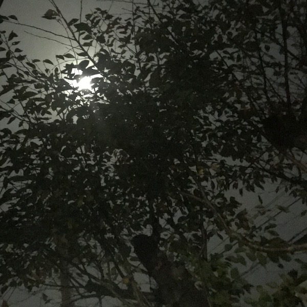 十五夜の月