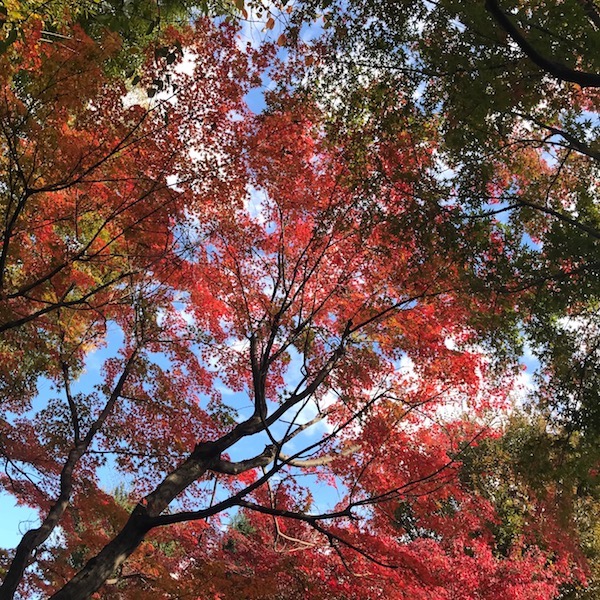 木の花小路公園の紅葉