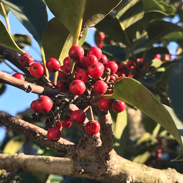 クロコガネモチ