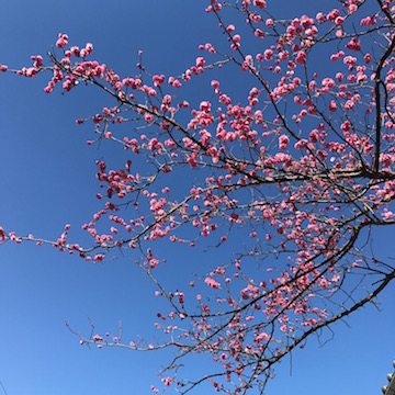 青空に伸びる梅の枝