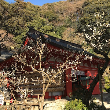 クロコガネモチ