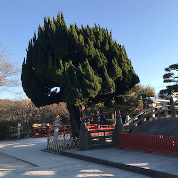 綺麗に刈られた樹