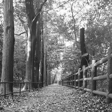 落ち葉の散歩道