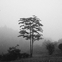 御殿場、一本の木