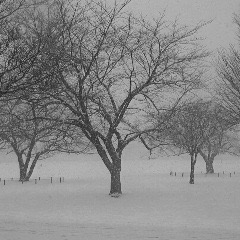 雪の武蔵野中央公園