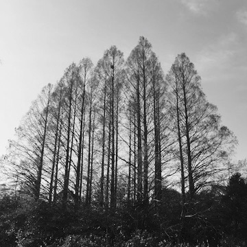 武蔵関公園のセコイア