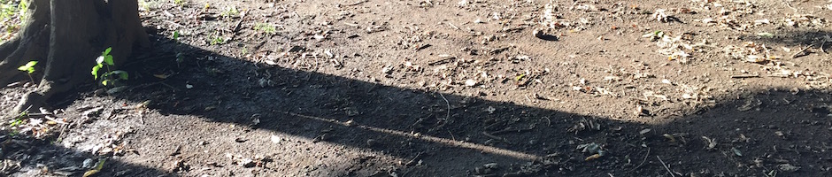 秋の公園 樹の影