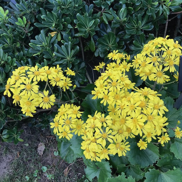 石蕗（ツワブキ）