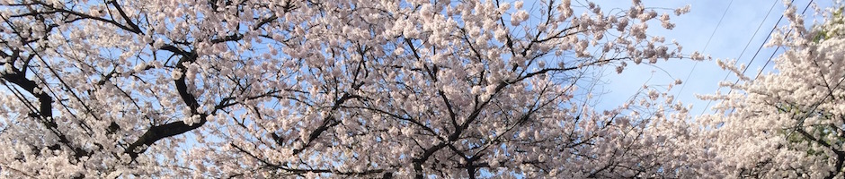 満開の桜