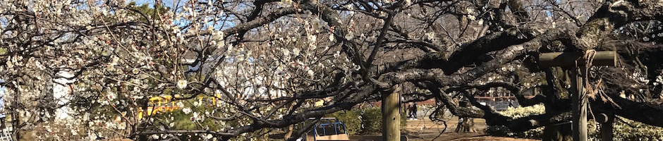 小金井公園の梅、芳流閣