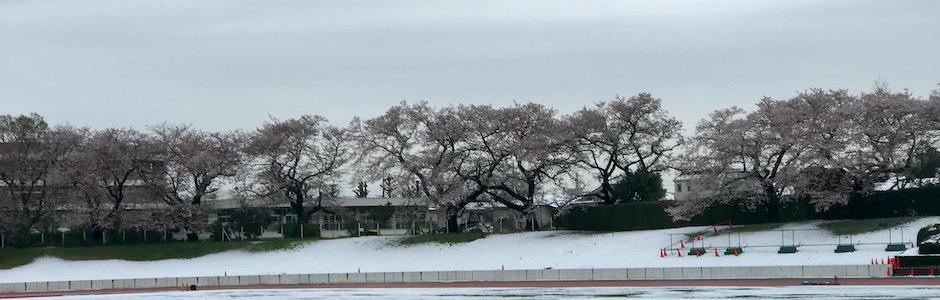 雪の積もった競技場の桜