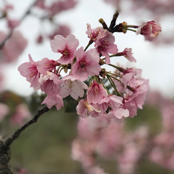 彼岸桜