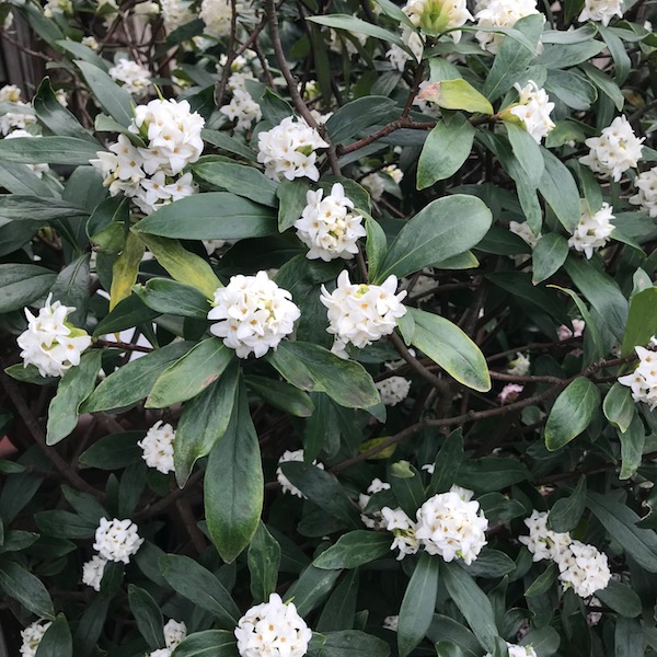 沈丁花