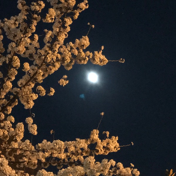 夜桜と月