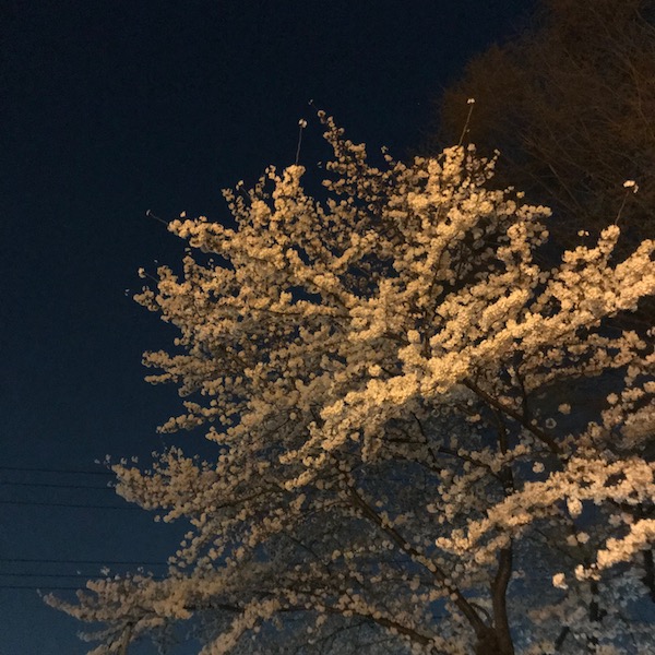 夜桜
