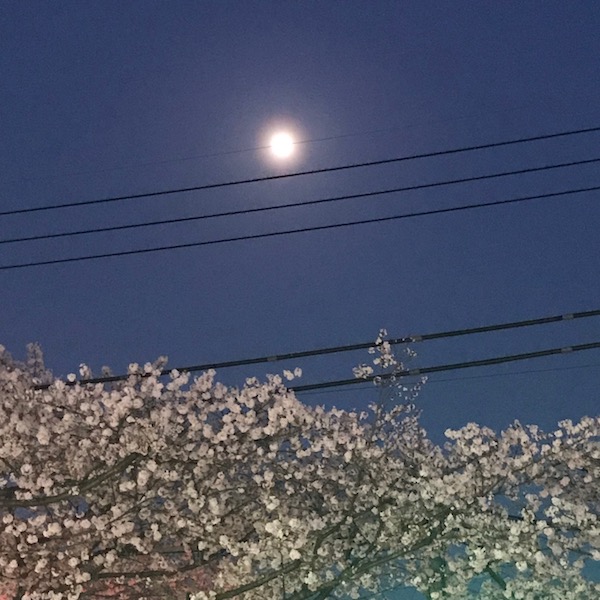 夜桜と月光