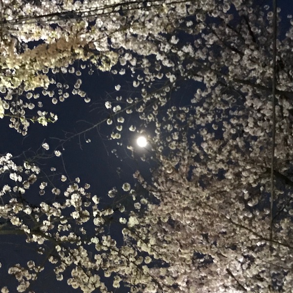 夜桜と月光