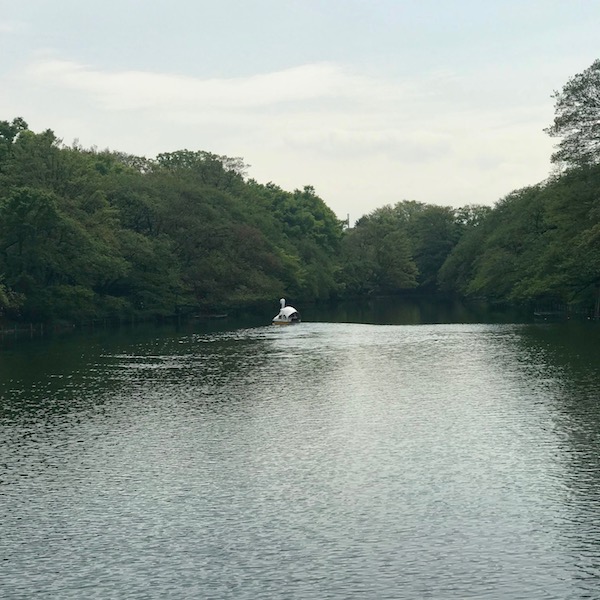 井の頭公園の池