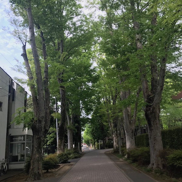 成蹊大学けやき並木