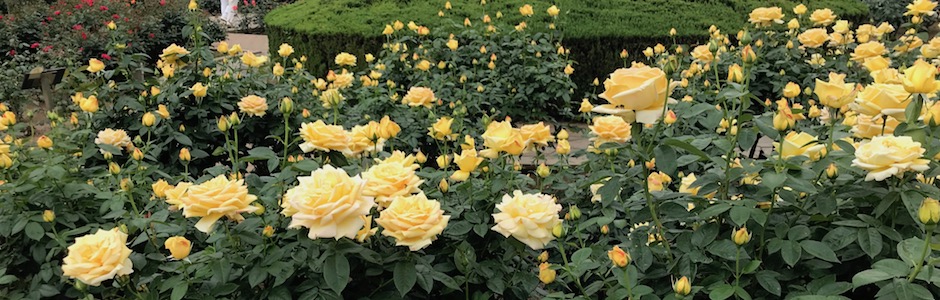 神代植物公園の黄色いバラ