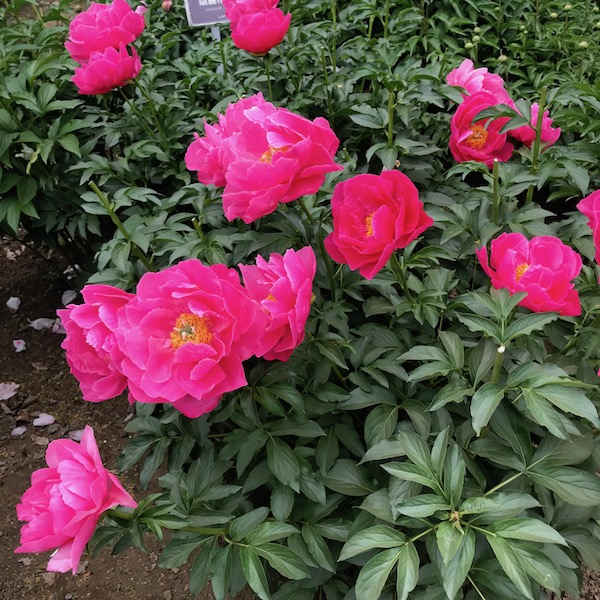神代植物公園の赤いバラ
