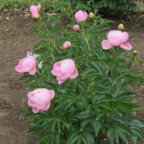 神代植物公園の桃色のバラ