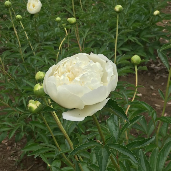 神代植物公園の白いバラ