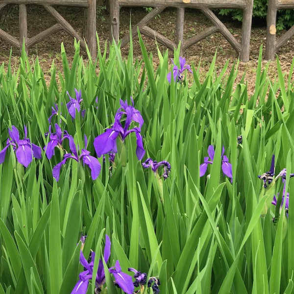 菖蒲