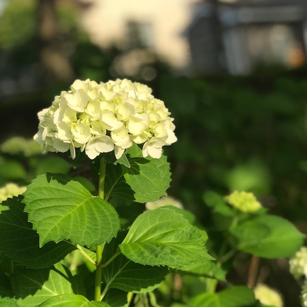 花開く日を待つ紫陽花