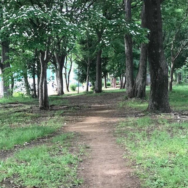 武蔵野中央公園 小径