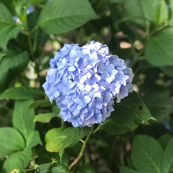 紫陽花