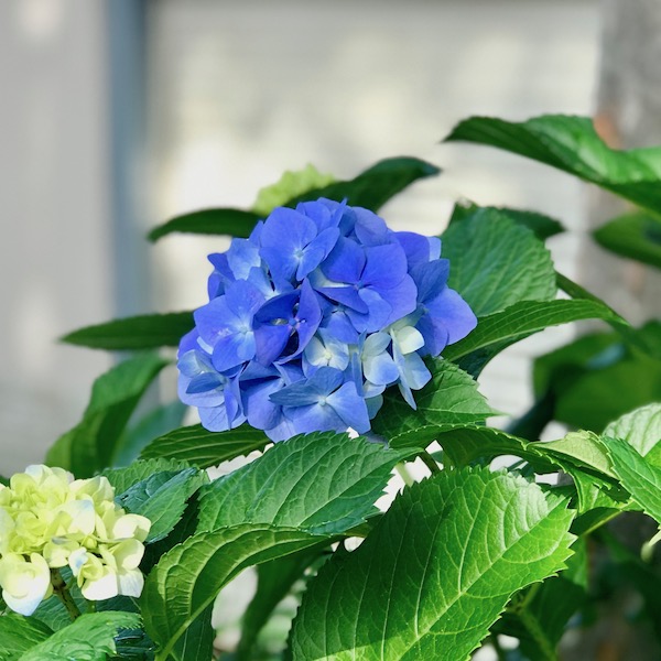 紫陽花