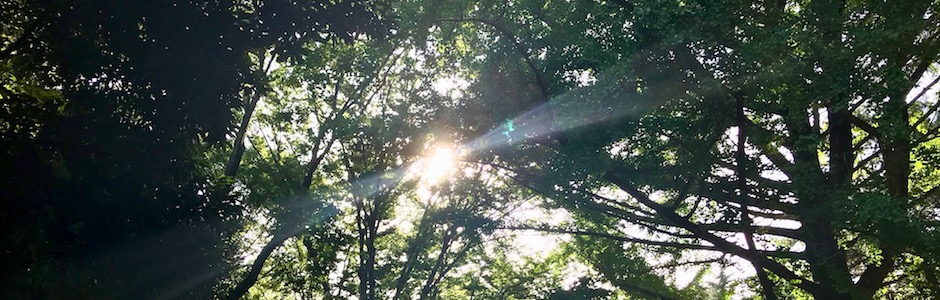 小金井公園の木漏れ日