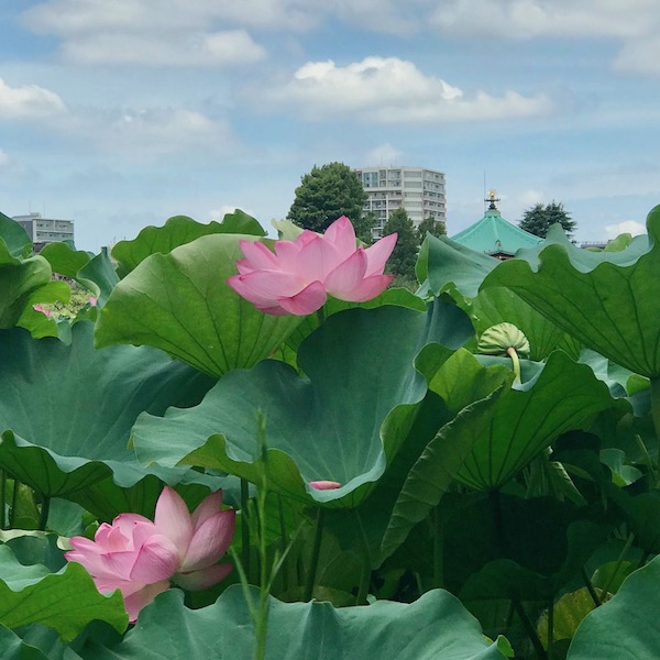 不忍池の睡蓮